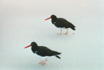 Oystercatchers