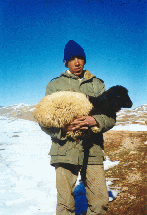 Shepherd