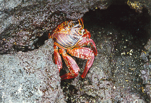 Crab