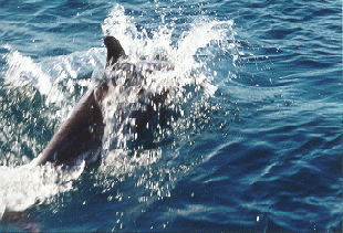Dolphin