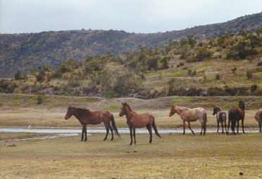 WildHorses