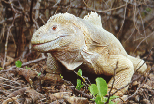 SantaFeLandIguana