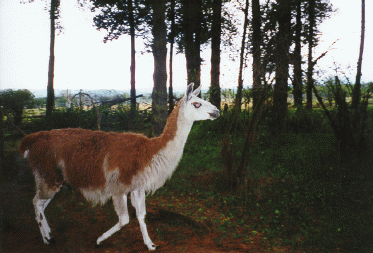 Llama