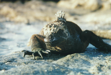 MarineIguana