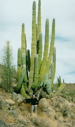 Cactus