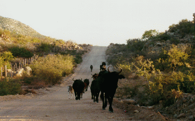 CowRoad
