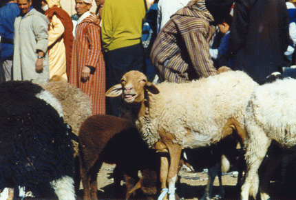 SheepMarket