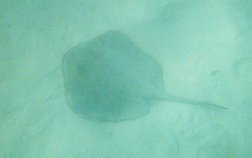 StingRay