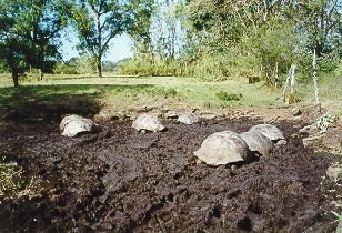WildTortoises