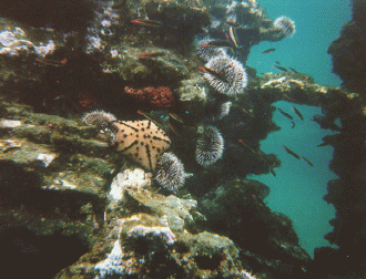 UnderSeaLife