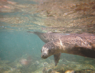 UnderWaterSeaLions